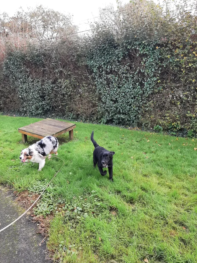 Court d'éducation canine à Nantes