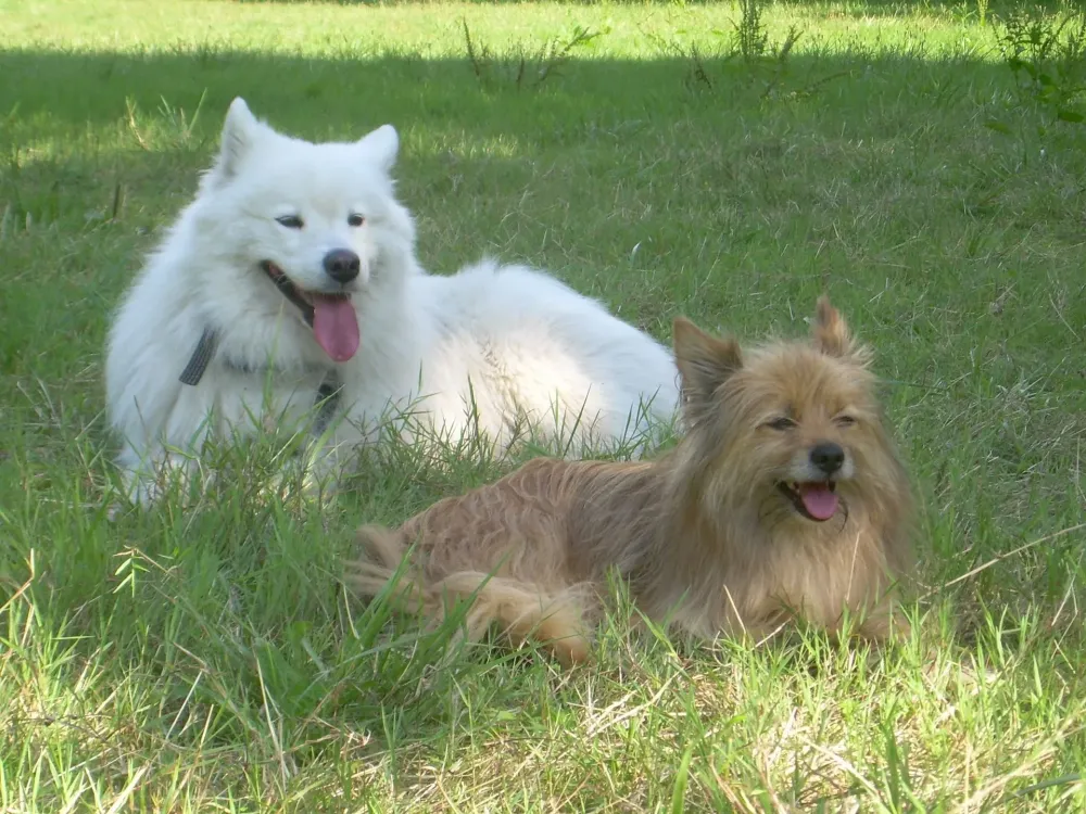 École du chien à Nantes