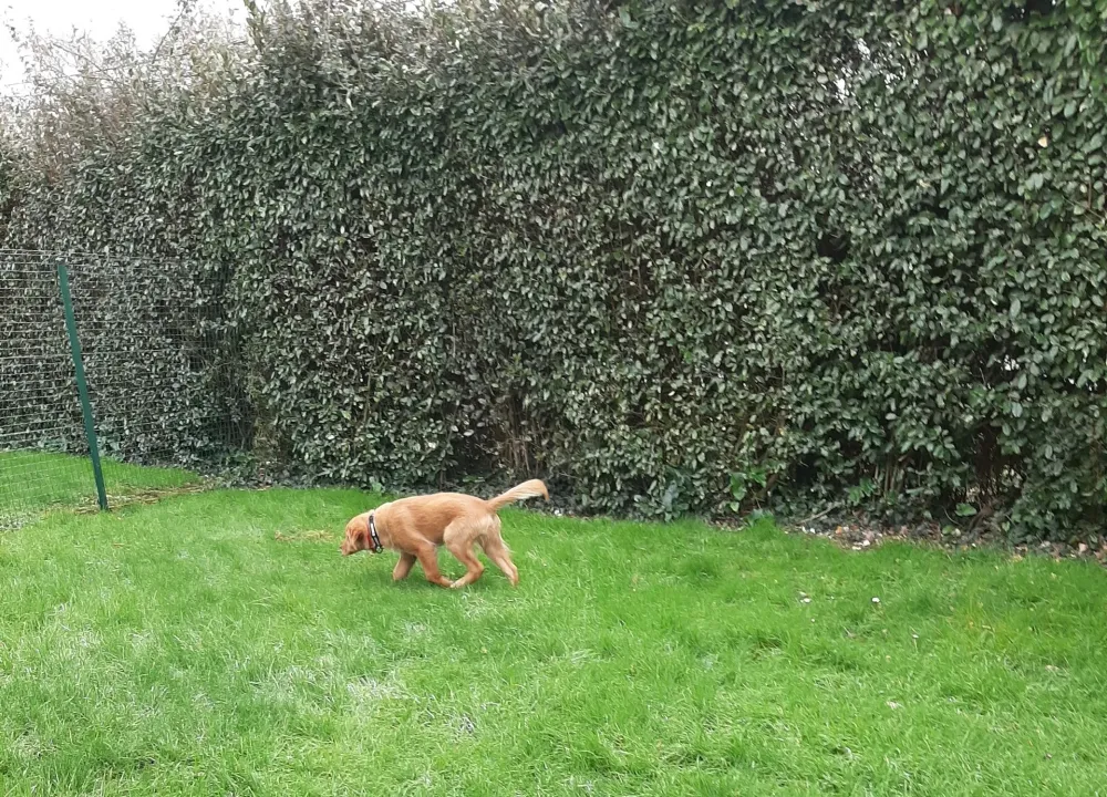 chiens-exterieur (2)