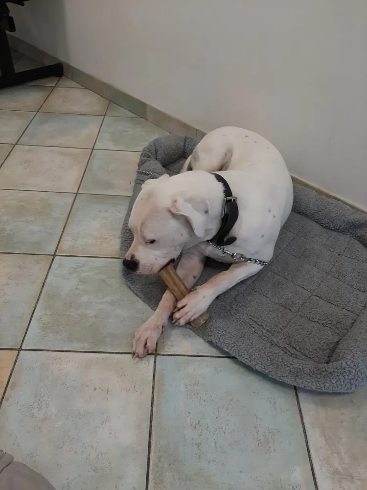 chiens-interieur (4)