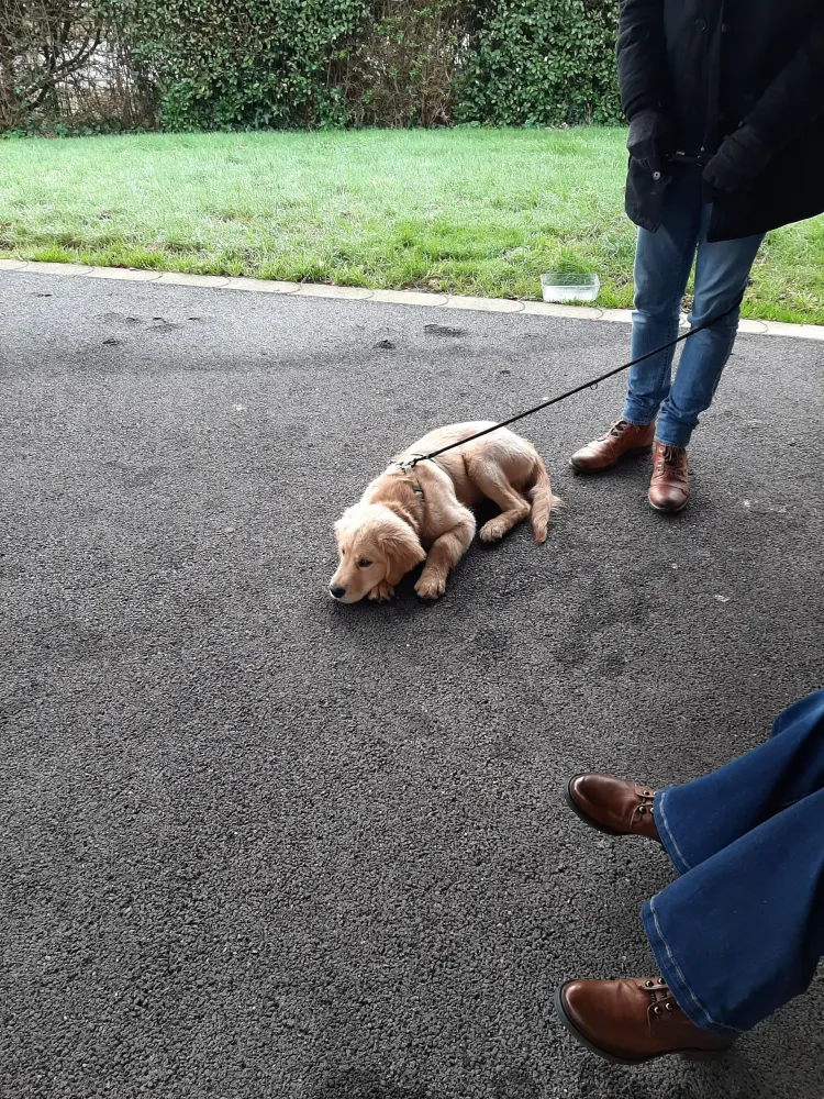 chiens-promenade (1)